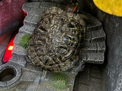 -瑞派·关忠动物医院·异宠专科·犬猫肿瘤·皮肤专科(望京店)