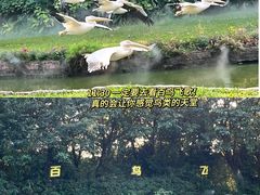 -广州长隆飞鸟乐园