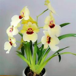 -Oasis Beauty水磨坊科技美肤中心