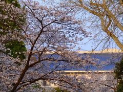 -武汉大学-樱园
