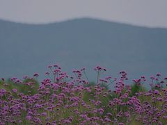 -西京湾花海