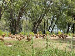 -野鸭湖国家湿地公园