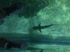 -暹罗海洋世界
