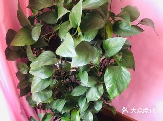 15元钱买来的小绿萝，盆子换了一下