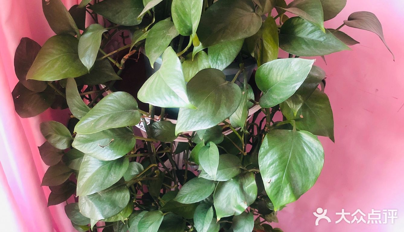 15元钱买来的小绿萝，盆子换了一下