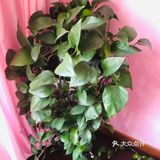 15元钱买来的小绿萝，盆子换了一下