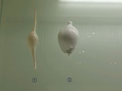 -青岛贝壳博物馆