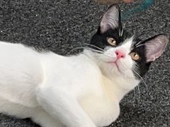 -佩兹宠物医院肿瘤专科·眼科·牙科(黄浦店)