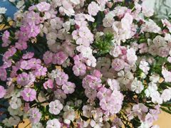 -爱乐蒙艺术·古筝 钢琴 声乐(科华校区)