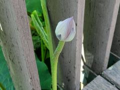 -陈家山荷花公园