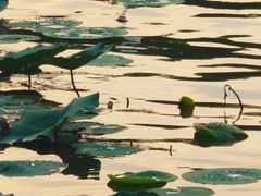 -济南大明湖景区