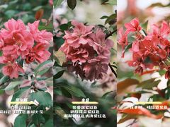 -海棠花溪(元大都城垣遗址公园)