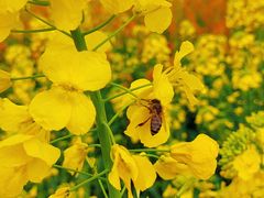 -中国天府农业博览园