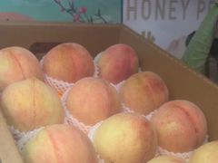 -老袁家蜜桃农场·阳山水蜜桃