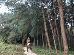 -铁山坪森林公园