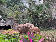-海南热带野生动植物园