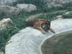 -栾川竹海野生动物园