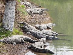 -中国扬子鳄村