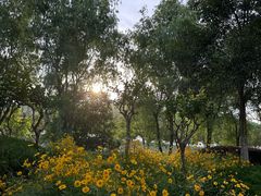 -羊山湖公园