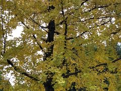 -重庆市江北嘴中央商务区中央公园