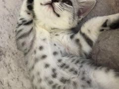 -纳吉亚猫专科动物医院·北北分院