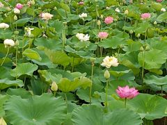 -荷塘月色湿地公园·向阳花洲