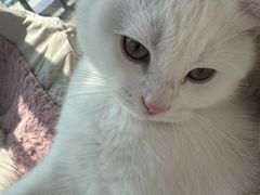 -伟伟宠物医院·瑞派猫友好医院·猫科(光谷店)