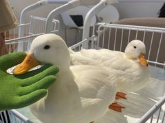 -怪兽屋·羊驼·猫咖·狗咖(俊华广场店)