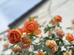 -艺圃