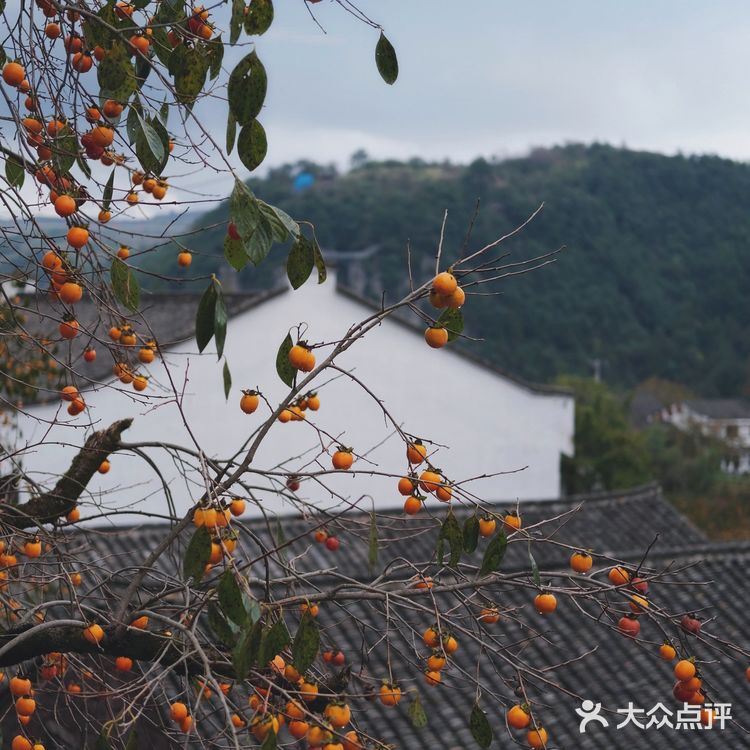 宁波周边｜柿林村的柿子红了，愿柿柿如意