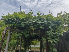 -东康桂家农庄