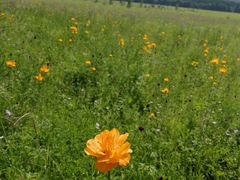 -塞罕坝国家级自然保护区