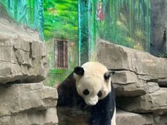 -灵玲国际马戏城