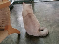 -喵屿·大理花园猫咖