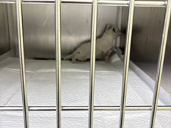 -瑞鹏宠物医院·宠保定点·心脏科·内科(御桥分院)