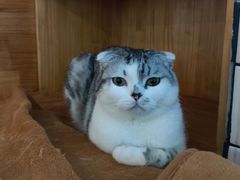 -喵屿·大理花园猫咖