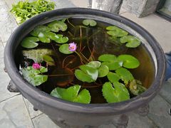 -紫云台香草园