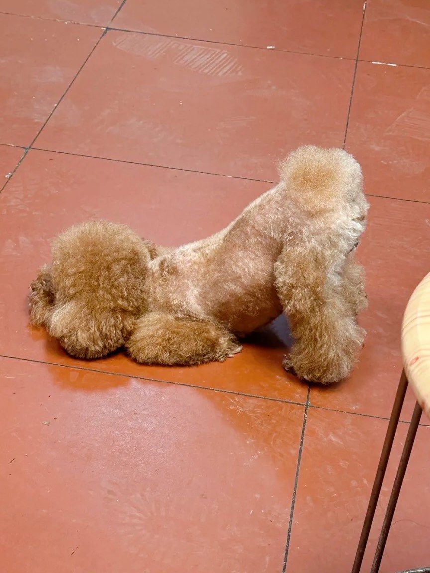 店里翘屁股修狗