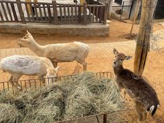 -石家庄市动物园