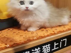 -欣宠猫屋·矮脚拿破仑·蓝金金渐层