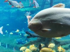 -珠海长隆海洋王国