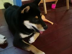 -喜柴咖啡·柴犬狗咖