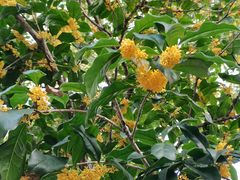 -证大大拇指广场(芳甸路店)