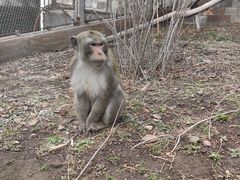 -哈尔滨北方森林动物园