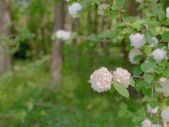 -上海滨江森林公园