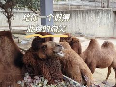 -成都动物园