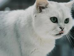 -萌兽医馆·宠物医院·猫骨科(创景店)