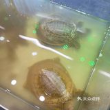 甲状元的甲鱼真的值得尝试[亲亲][亲亲]