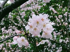 -高东镇樱花园