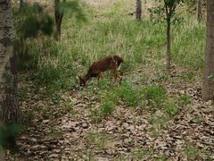 -北京麋鹿生态实验中心